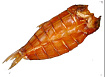 Карп х/к