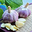 Чеснок крупный