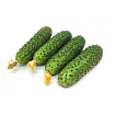 Огурец колючий тепличный Эстафета