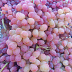 Виноград киш миш розовый